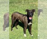 Small Labrador Retriever Mix