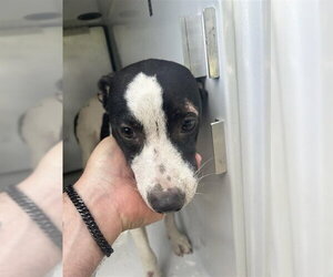 Mutt Dogs for adoption in Houston, TX, USA