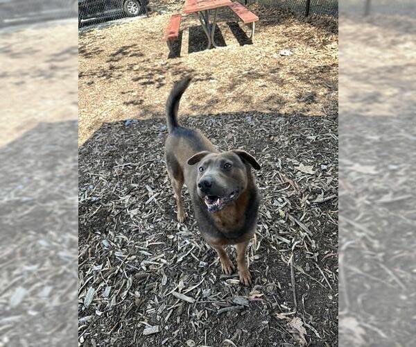 Medium Photo #1 Shepweiller Puppy For Sale in Fremont, CA, USA