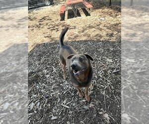 Shepweiller Dogs for adoption in Fremont, CA, USA