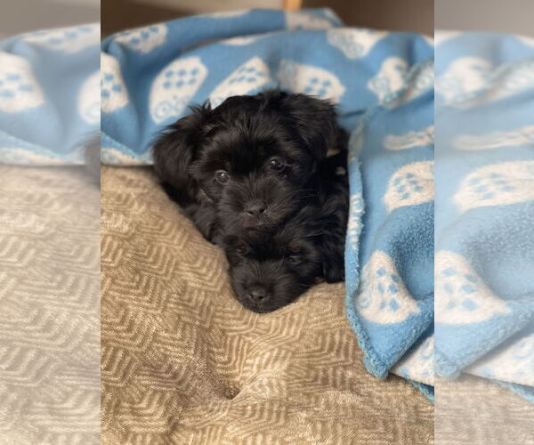 Medium Photo #5 Shih Tzu Puppy For Sale in Arlington, VA, USA