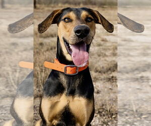 Doberman Pinscher Dogs for adoption in Devine, TX, USA