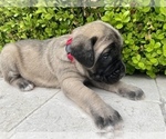 Small Photo #11 Mastiff Puppy For Sale in HOCKLEY, TX, USA