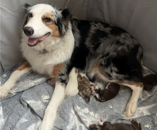 Medium Photo #1 Australian Shepherd Puppy For Sale in BOSTON, MA, USA