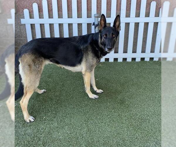Medium Photo #1 German Shepherd Dog Puppy For Sale in Modesto, CA, USA
