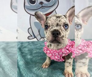 French Bulldog Puppy for sale in BROOKLYN, NY, USA