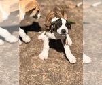 Small Photo #7 Great Dane Puppy For Sale in SUMMERVILLE, SC, USA