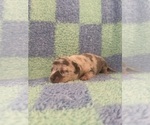 Small #5 Chihuahua