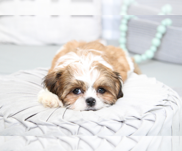 Medium Photo #5 Shih Tzu Puppy For Sale in MARIETTA, GA, USA