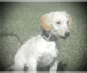 Medium Doxiepoo (Miniature)