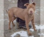 Small #1 American Staffordshire Terrier Mix