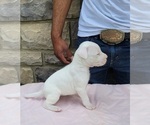 Small Photo #4 Dogo Argentino Puppy For Sale in NEWNAN, GA, USA