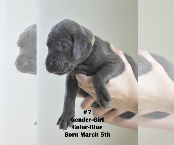 Medium Photo #5 Great Dane Puppy For Sale in FIELDING, UT, USA