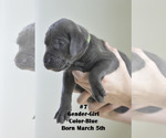 Small Photo #5 Great Dane Puppy For Sale in FIELDING, UT, USA
