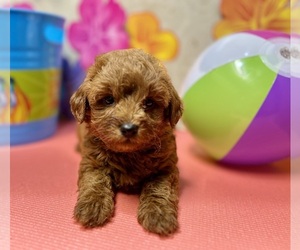ShihPoo Puppy for sale in DUNDEE, OH, USA