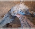 Small Photo #1 Dachshund Puppy For Sale in BLMGTN, IN, USA
