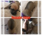 Small Photo #4 Rhodesian Ridgeback Puppy For Sale in LEFORS, TX, USA
