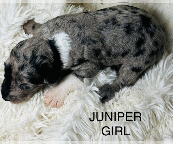 Medium Photo #10 Sheepadoodle Puppy For Sale in BUFFALO, MN, USA