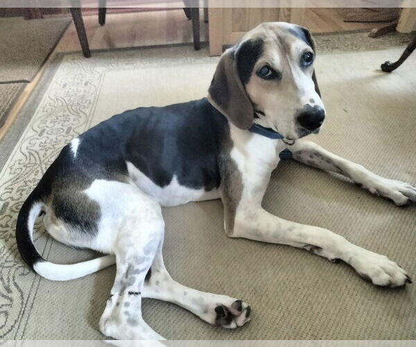 Medium Photo #10 Treeing Walker Coonhound-Unknown Mix Puppy For Sale in Greenbelt, MD, USA