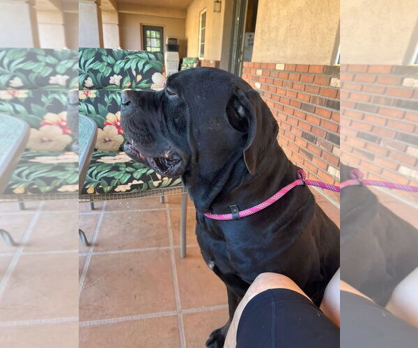 Medium Photo #2 Mutt Puppy For Sale in Goodyear, AZ, USA