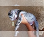 Small Photo #2 English Bulldog Puppy For Sale in BAKERSFIELD, CA, USA