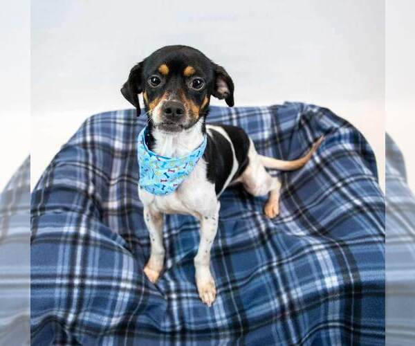 Medium Photo #4 Puggle Puppy For Sale in Kennesaw, GA, USA