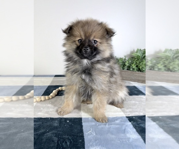Medium Photo #2 Pomeranian Puppy For Sale in GREENFIELD, IN, USA