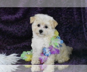 Poo-Ton Puppy for sale in ELDORADO, OH, USA