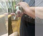 Small #7 Bulldog Mix
