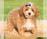 Small Photo #35 Poodle (Miniature) Puppy For Sale in WARSAW, IN, USA
