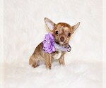 Puppy Infinity Chihuahua
