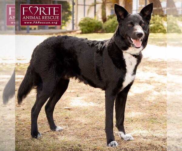 Medium Photo #2 Border Collie-Unknown Mix Puppy For Sale in Marina del Rey, CA, USA