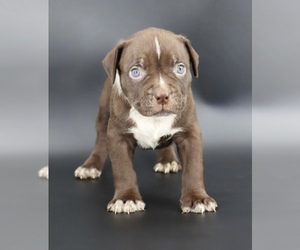 American Bully Puppy for sale in CHAMPAIGN, IL, USA