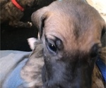 Small Photo #8 Great Dane Puppy For Sale in DONOVAN, IL, USA