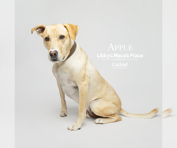 Medium Photo #8 Labrador Retriever-Unknown Mix Puppy For Sale in Mount Pleasant, SC, USA