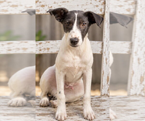 Medium Photo #1 Whippet Puppy For Sale in Southbury, CT, USA
