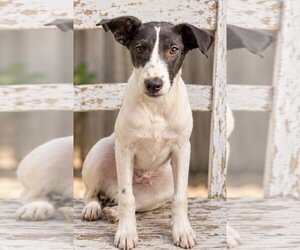 Whippet Dogs for adoption in Southbury, CT, USA