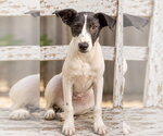 Jasper 2.0 - Male Whippet Dog for Adoption - Small photo