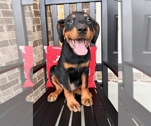 Rottweiler Puppy for sale in INDIANAPOLIS, IN, USA