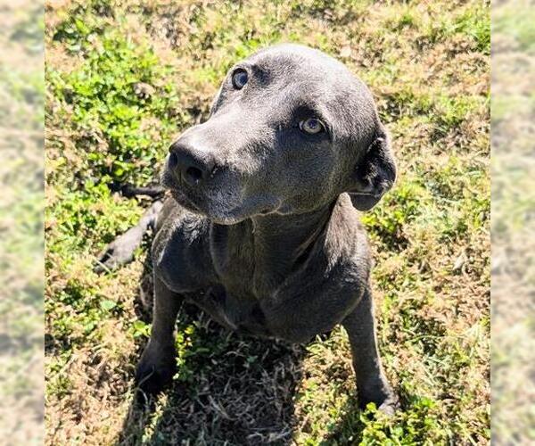 Medium Photo #2 Labrador Retriever Puppy For Sale in Houston, TX, USA
