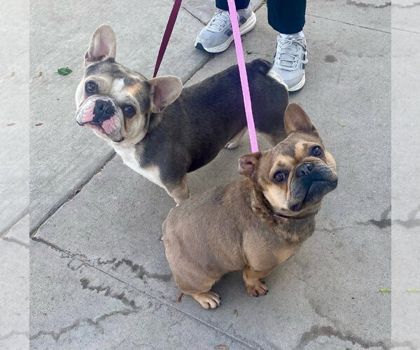 Medium Photo #4 French Bulldog-Unknown Mix Puppy For Sale in Newport Beach, CA, USA