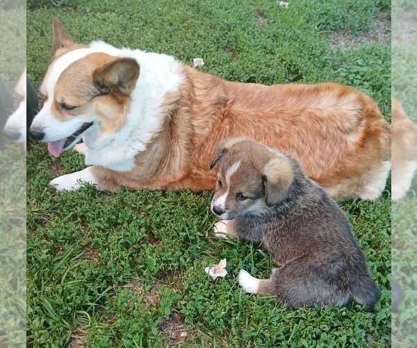 Medium Photo #1 Pembroke Welsh Corgi Puppy For Sale in REDKEY, IN, USA