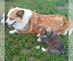 Small Photo #1 Pembroke Welsh Corgi Puppy For Sale in REDKEY, IN, USA