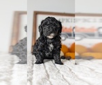 Small #5 Poodle (Miniature)
