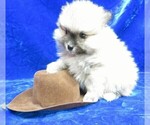 Small Photo #6 Pomeranian Puppy For Sale in NORWOOD, MO, USA