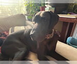 Small #5 Great Dane