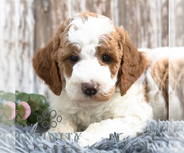 Medium Photo #1 Goldendoodle (Miniature) Puppy For Sale in SUNBURY, PA, USA