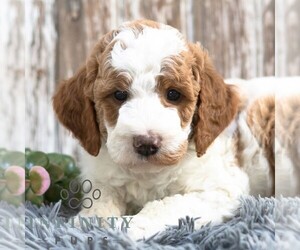 Goldendoodle (Miniature) Puppy for sale in SUNBURY, PA, USA