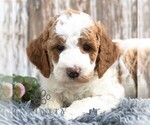 Image preview for Ad Listing. Nickname: Lawson