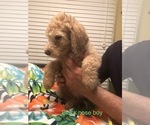 Small Photo #7 Poodle (Standard) Puppy For Sale in WALKER, LA, USA
